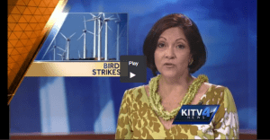 Hawaii’s Wind Turbines are Taking a Toll on Endangered Species (The Industry says it’s a “net benefit”)