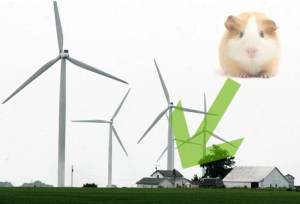 Guinea-pig-and-wind-farm-2-447x304
