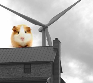 WINDCOWS-photo-and-guinea-pig-447x400