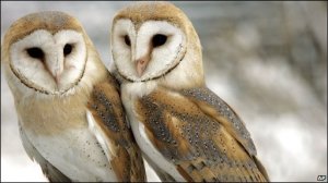 _47379578_barn_pwls_ap