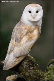 barn owl