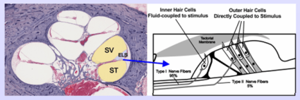 Cross-section of the cochlea (left), with illustration of IHCs and OHCs (right). Used by permission of Alec Salt, Washington University School of Medicine.