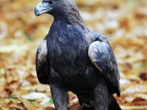 golden-eagle-660x496