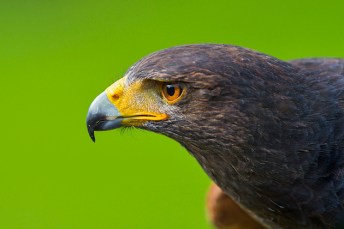 eagle-wind-4-2-15-thumb-630x420-90427