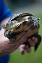 Hamilton, june 25, 2009 -- The Blanding's turtle, (like this captive turtle named Bea,) that live in Burlington's Royal Botanical Gardens should benifit from  Minister of Natural Resources  announcement of $700,000 in grant money for species at risk stewardship projects. The RBG will use it's $60,000 in grant money to gather population data and restore six species including the Blanding's, (pictured) Northern Map and Eastern Spiny Softshell turtles. Glenn Lowson photo for The Toronto Star