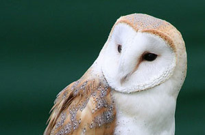 barn-owl-LucianoArielMedina-wikif