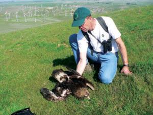 Doug Bell of the East Bay Regional Park District, in a 2007 photo with a golden eagle found near turbines in California’s Altamont Pass Wind Resource Area. The raptor, which had a compound wing fracture, later was euthanized. Janice Gan/Courtesy East Bay Regional Park District