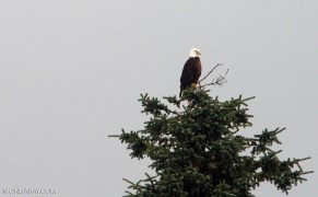 eagle_1_gb4_024b