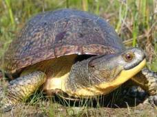 12798837_1254759547870717_5530674074329556819_n