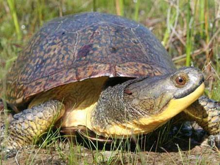 12798837_1254759547870717_5530674074329556819_n