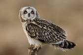 ShortEaredOwl