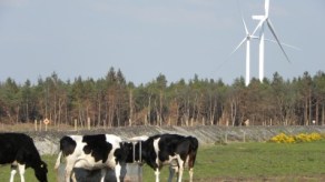 friesian-cattle-turbines1-400x225