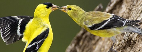 American-Goldfinches_Gerald-Marella_SS