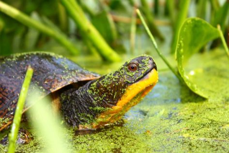 blandings-turtle-wind-turbine_jpg_size_custom_crop_1086x724