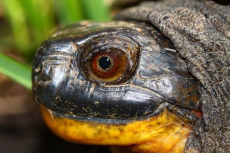Fotolia_Blandings-Turtle_S-e1466534508444