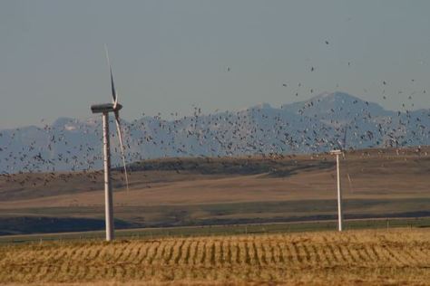 birds and turbines