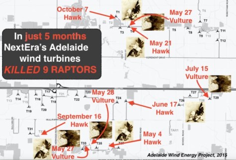 adelaide-raptor-2015-kill