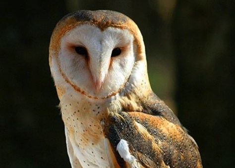 barn-owl-ontario-govt-e1415311482334