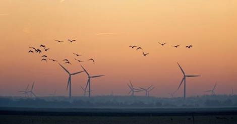 birds-and-turbines-1