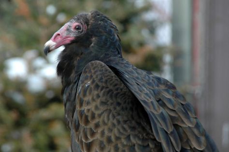 turkey-vulture-a