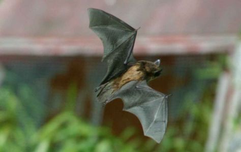 brown-bat