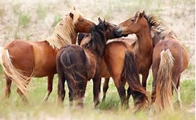 sable-island-horses-2