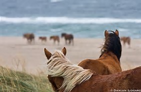 sable-island-horses