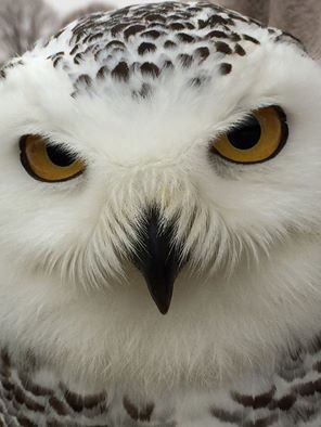 snowy-owl