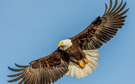 eagle soaring