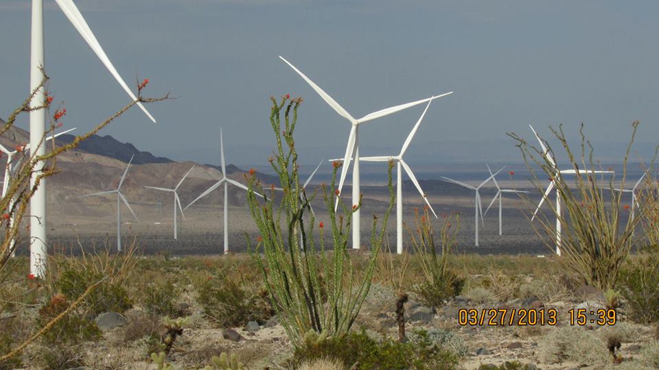 ocitillo 1013925_544090075648796_475568349_n1