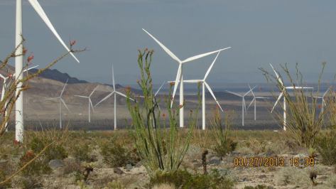 ocitillo 1013925_544090075648796_475568349_n1