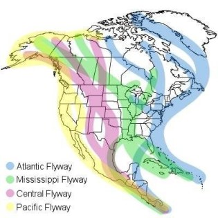 global flyways