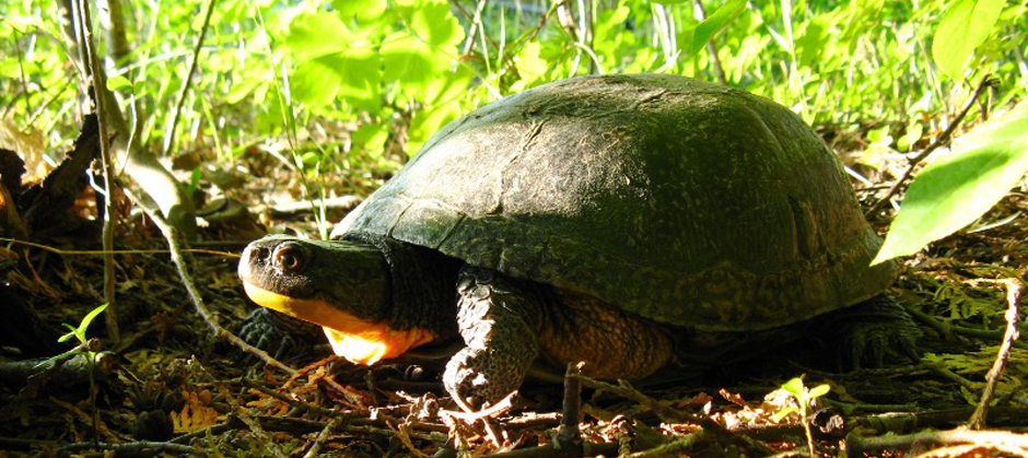 blandings-turtle 3