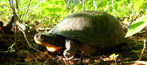 blandings-turtle 3