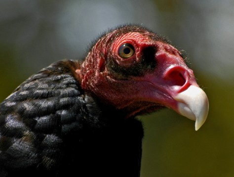 turkey vulture 1