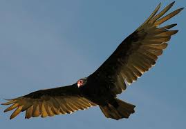 turkey vulture