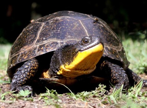 blandings turtle smile.jpg
