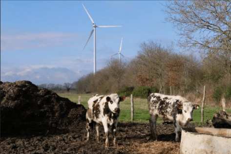 cattle and wind turbine